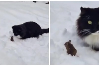 The Extraordinary Lipetsk Showdown: A Real-Life Tom and Jerry Moment
