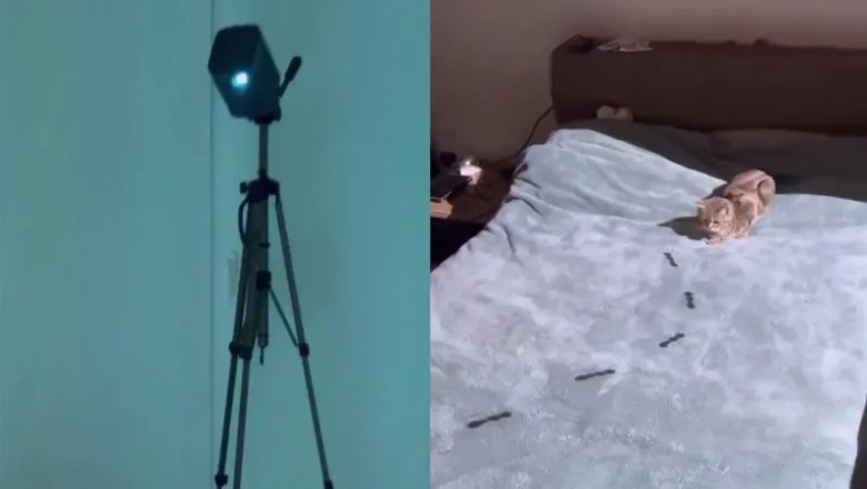 The Ultimate Cat Entertainment: Virtual Beetle Hunting Takes the Internet by Storm!