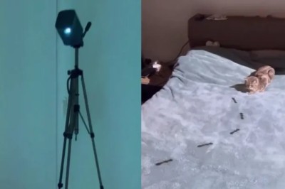 The Ultimate Cat Entertainment: Virtual Beetle Hunting Takes the Internet by Storm!