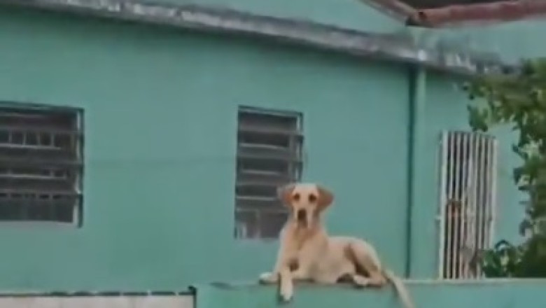 This Hilarious Dog Takes Home Security to Another Level: Meet the Expert Guard Dog!