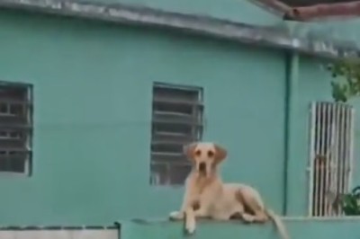 This Hilarious Dog Takes Home Security to Another Level: Meet the Expert Guard Dog!