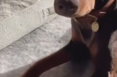 Unleash the Laughter: Funny Pets Gone Wild!