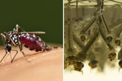 Unveiling the Secret Life of Mosquitoes: The Five Stages You Never Knew About