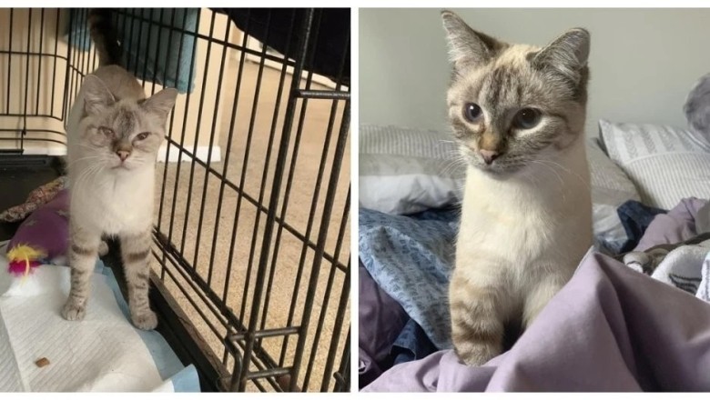 20 Remarkable Transformation Stories: Happy Pets Finding Love and Forever Homes