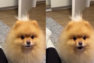 Adorable Spitz Attempts to Talk to Owner, Internet Can't Stop Smiling!