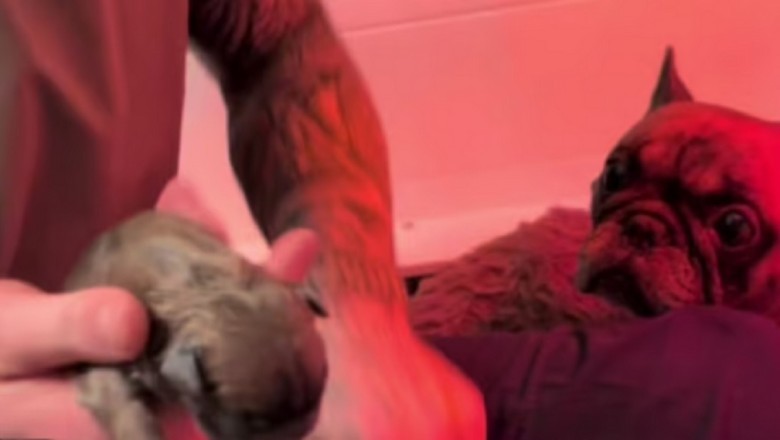 Breeder's Quick Thinking Saves Stillborn Puppy, Touches Hearts Worldwide