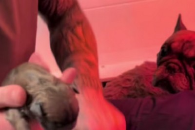 Breeder's Quick Thinking Saves Stillborn Puppy, Touches Hearts Worldwide
