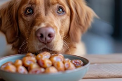 Can Dogs Safely Eat Dates? Risks, Benefits, and Alternatives Explained