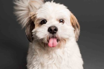 Cracking the Code: Decoding What Your Dog's Tail Wag Really Means!