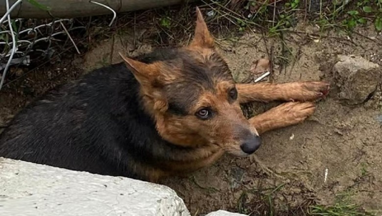 Dramatic Rescue: Man Risks Life to Save Beloved Dog from Raging River