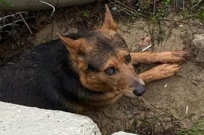 Dramatic Rescue: Man Risks Life to Save Beloved Dog from Raging River