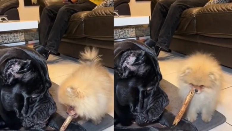 Fearless Pomeranian Steals Bone from Giant Dog, Internet Can't Get Enough!