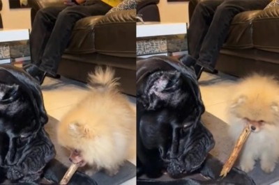 Fearless Pomeranian Steals Bone from Giant Dog, Internet Can't Get Enough!