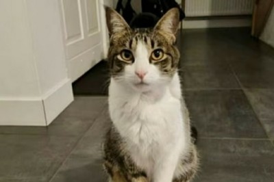 Heartbreaking Tale of Cat Abandoned Three Times: Will Nutsy Ever Find a Forever Home?