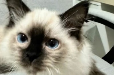 Heartwarming Reunion: Kittens' Surprise Reveal Leaves the Internet in Tears