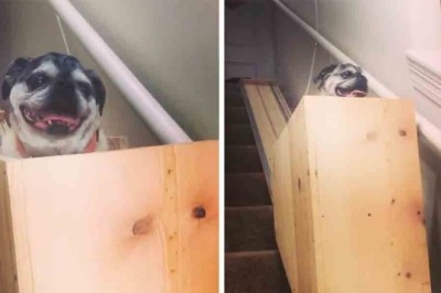 Heartwarming Video: Owner Builds Wooden Elevator to Help Her Old Pugs!