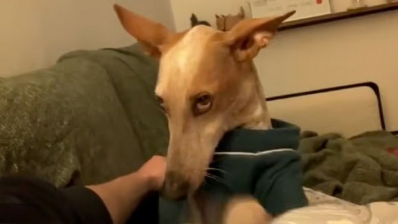 Hilarious Video: Podenco Dog's Epic Protest Against Walk Goes Viral!