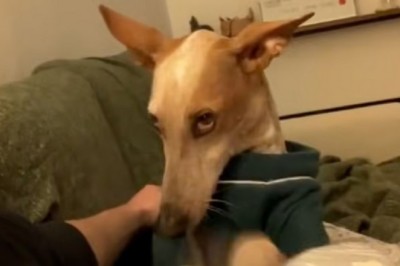 Hilarious Video: Podenco Dog's Epic Protest Against Walk Goes Viral!