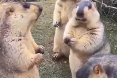 Hungry Marmot vs Food: Watch the Hilarious Feasting Frenzy of a Tiny Furball!