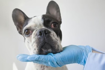 Remarkable Jaw Regeneration in French Bulldog Puppy Leaves Vets Astonished