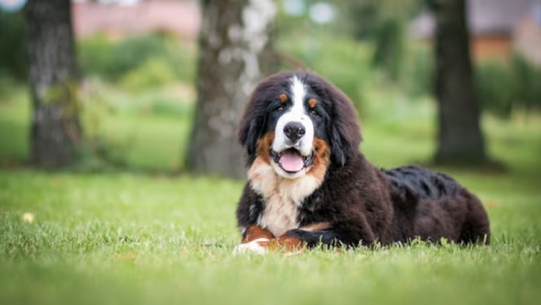 Shocking Study Reveals Certain Dog Breeds Are More Prone to Cancer - Size Doesn't Matter!