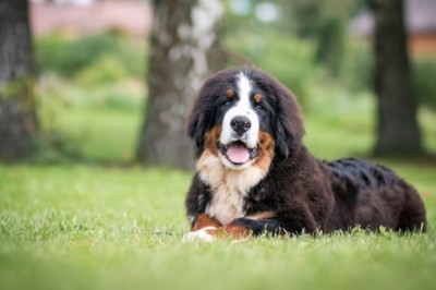 Shocking Study Reveals Certain Dog Breeds Are More Prone to Cancer - Size Doesn't Matter!