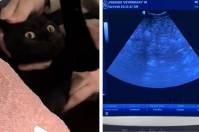 Stray Cat's Ultrasound Shocks Everyone: It's Not What You Think!