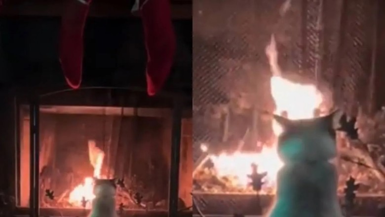 The Enigmatic Fireplace Companion: How a Cat’s Cozy Moment Ignited a Global Fascination