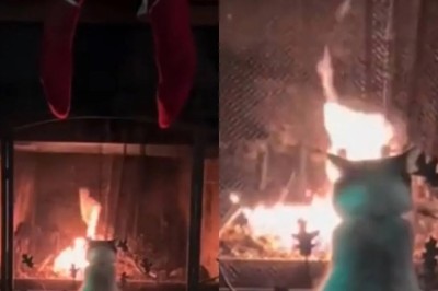 The Enigmatic Fireplace Companion: How a Cat’s Cozy Moment Ignited a Global Fascination