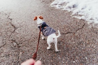 The Importance of Coats for Dogs in Winter: Should You Protect Your Furry Friend from the Cold?