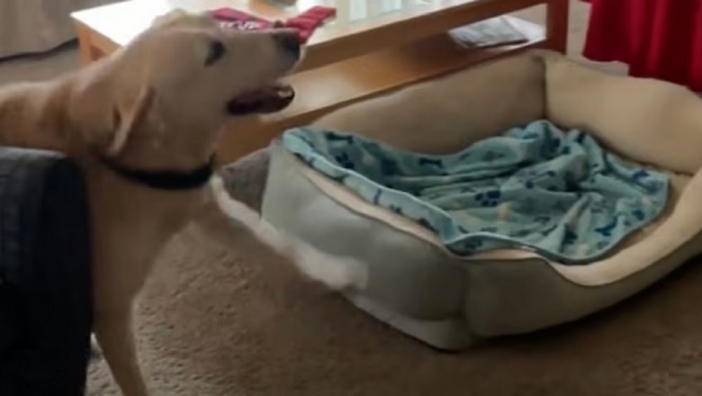 Touching Reunion: Disabled Dog Stevie and His Rescuer Share an Extraordinary Bond