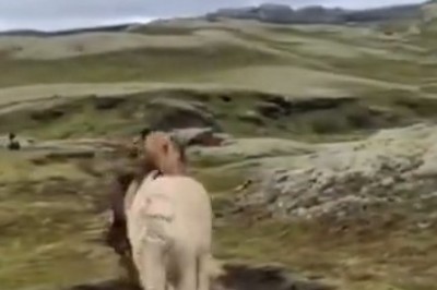 Watch as a Herd of Hilarious Horses Unleash their Inner Comedians!