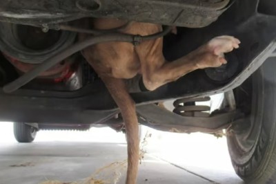 Woman Discovers Dog Trapped in Car Engine - Heartwarming Rescue Ensues