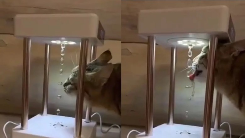 A Feline's Quest for Novelty: Cat Turns Water Installation into a High-Tech Drinking Bowl