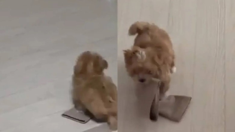 A Hilarious Mishap: Puppy's Attempted Robbery Foiled by Clumsiness