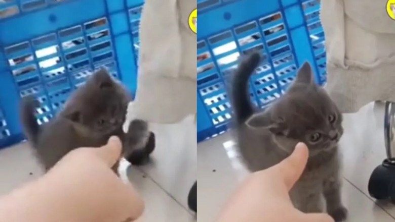 Defiance and Determination: Fearless Kitten Stands Up to Owner's Finger