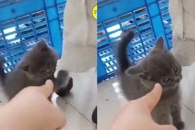 Defiance and Determination: Fearless Kitten Stands Up to Owner's Finger