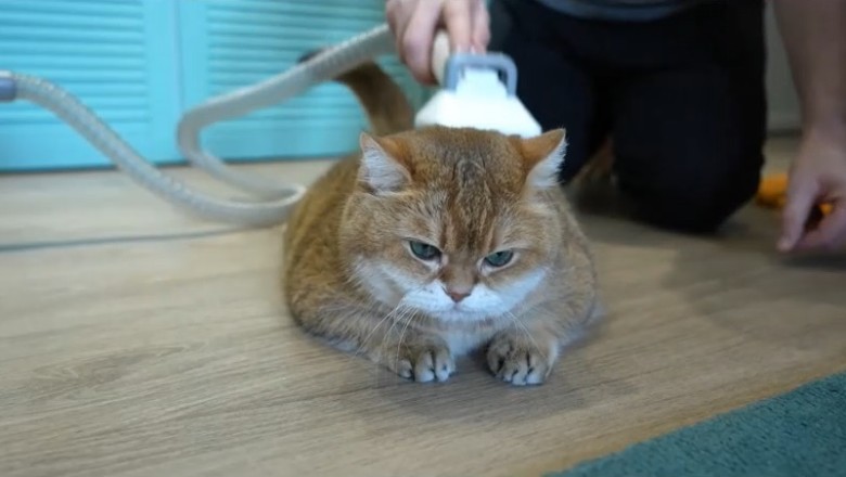 Hilarious Cat Takes Cleaning Duties to a Whole New Level!