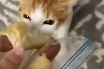 Hilarious Cat vs. Food: Feline Mastermind Pulls Off Epic Caper!