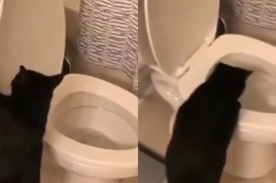 The Curious Cat and Its Unconventional Game: Flushing with Fascination