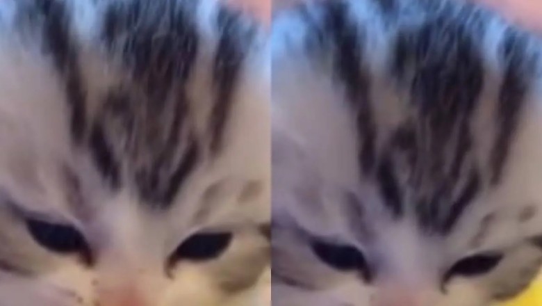 The Impeccable Eating Habits of an Adorable Kitten