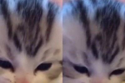 The Impeccable Eating Habits of an Adorable Kitten