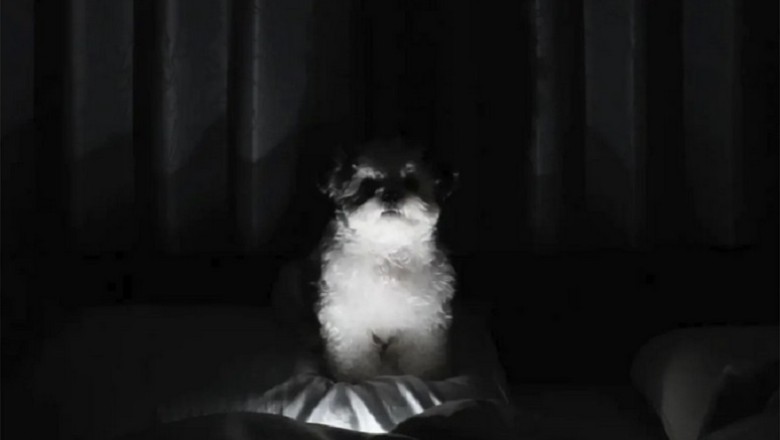 This Adorable Dog's Nighttime Scare Goes Viral | You Won't Believe What Happened!