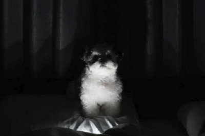This Adorable Dog's Nighttime Scare Goes Viral | You Won't Believe What Happened!