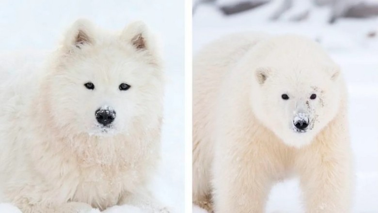 A Girl's Teddy Bear-Like Puppy Captures Hearts Worldwide