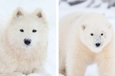 A Girl's Teddy Bear-Like Puppy Captures Hearts Worldwide
