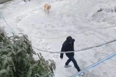 Animal Safety on Ice: Protecting Our Furry Friends in Winter