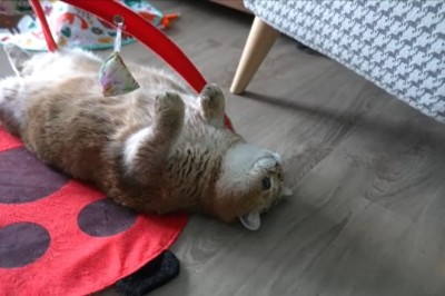 Hilarious Cat's Playful Antics Will Leave You in Stitches!