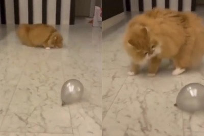 Hilarious Cat vs. Ball Battle Leaves Internet in Stitches