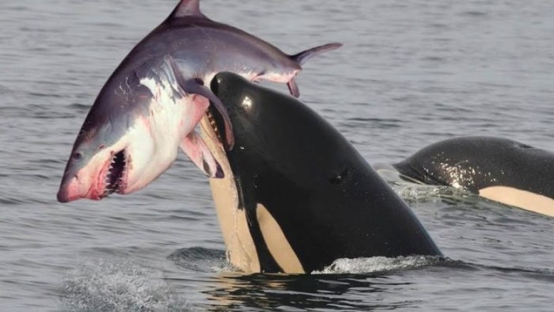 Killer Whales: Magnificent Ocean Predators